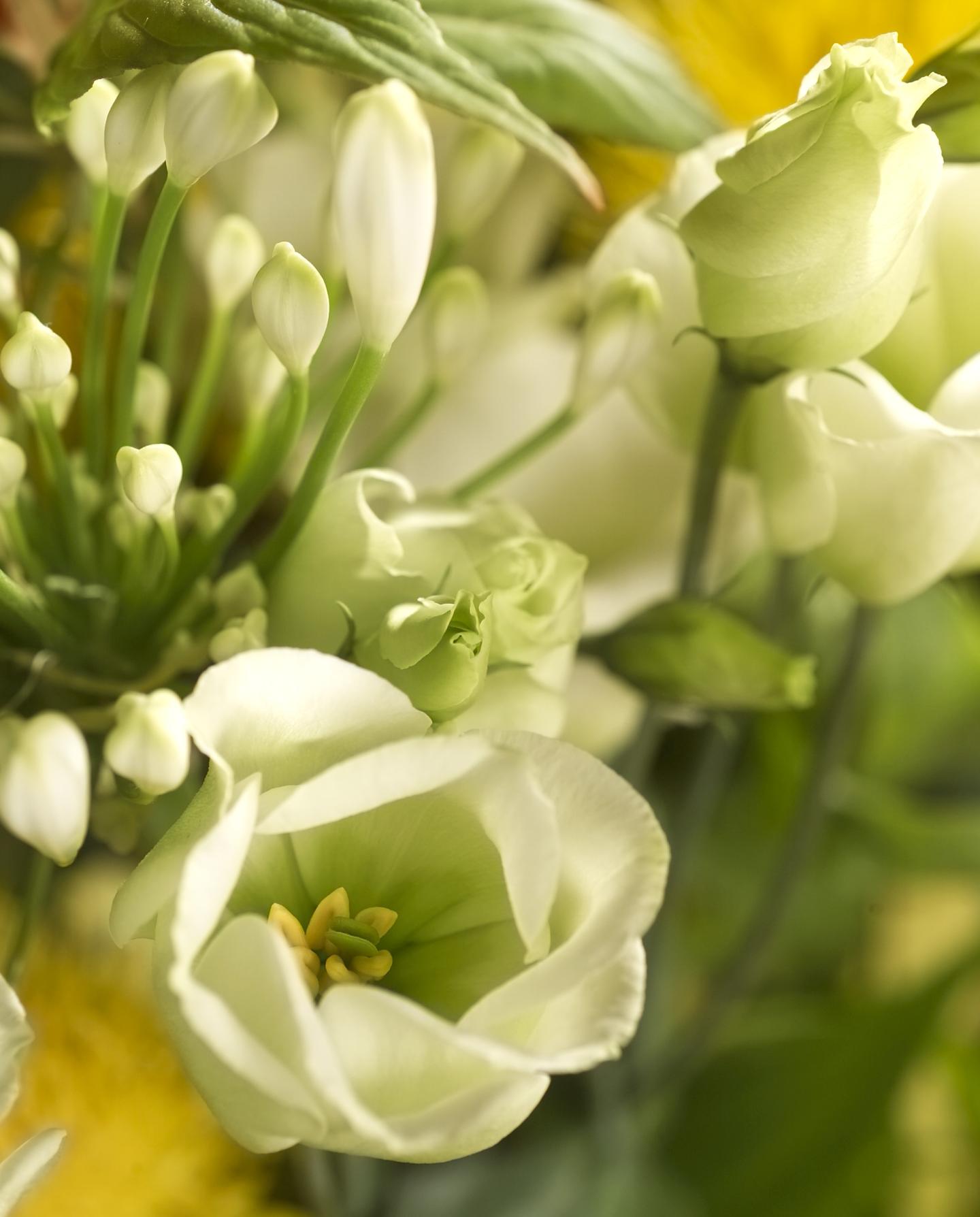 Eustoma post harvest and conditioning