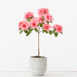 L'azalea variopinta