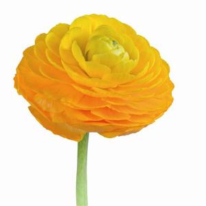 ranunculus