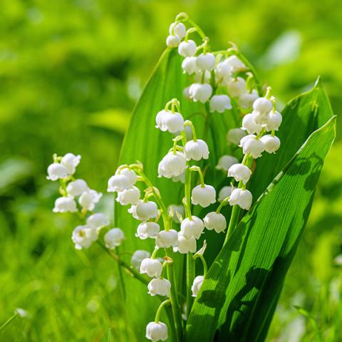 Lily of the valley care tips | Chrysal