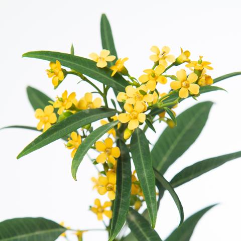 Euphorbia Fulgens