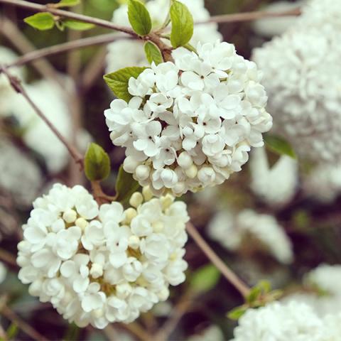 viburnum