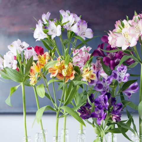 Alstroemeria care tips Chrysal