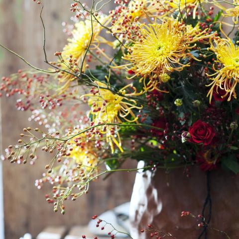 Entretien des chrysanthèmes