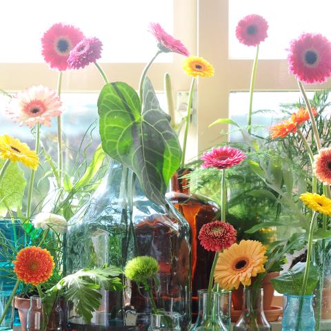 Gerbera - Flower of the Month - April 2017