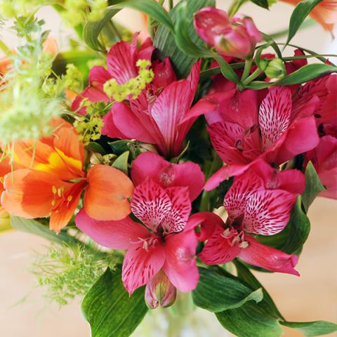 Bladvergeling Alstroemeria