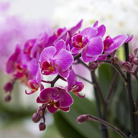 Phalaenopsis Ethyleen