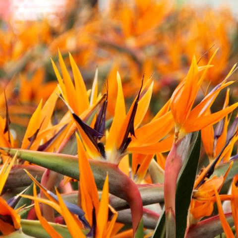 Strelitzia